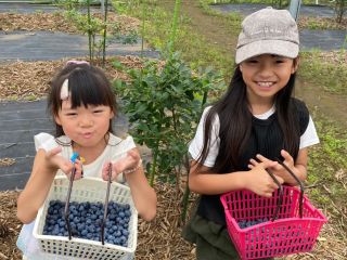 ブルーベリーがたくさんとれてご満悦です