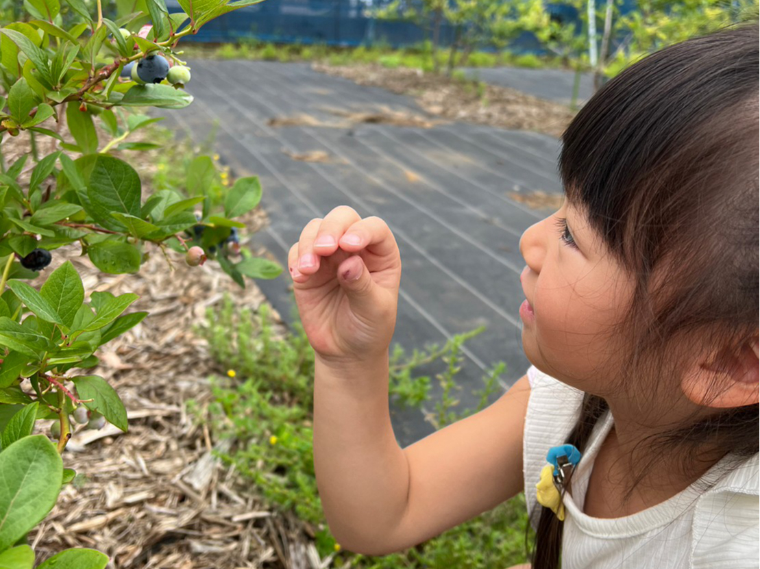 どの実を採ろうか考えています
