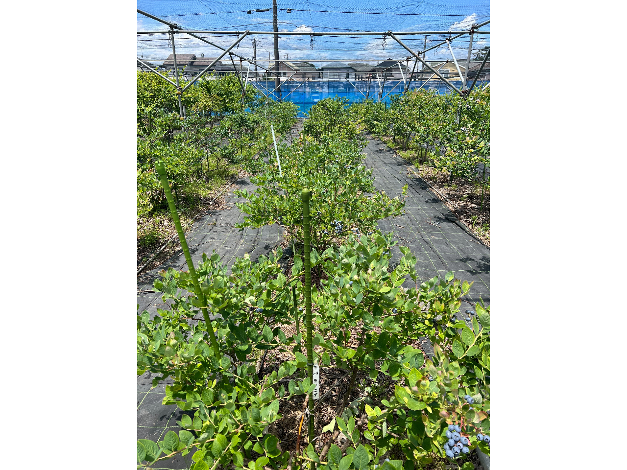 UPU݁@nCubVñu[x[{}Ă܂B