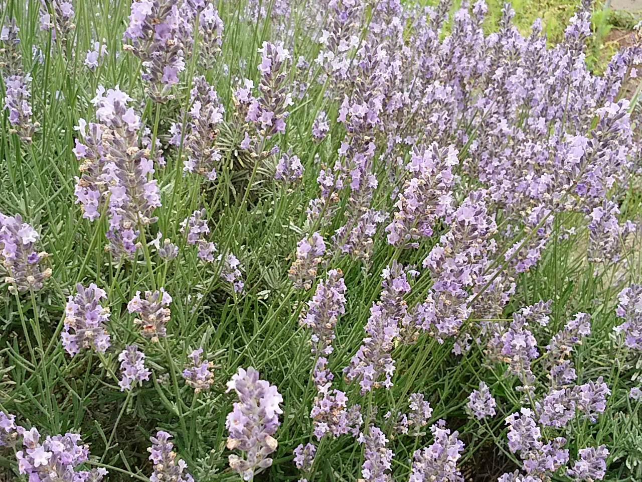 UPU݁Ax_[Ȃ񂩂炫Ă܂B