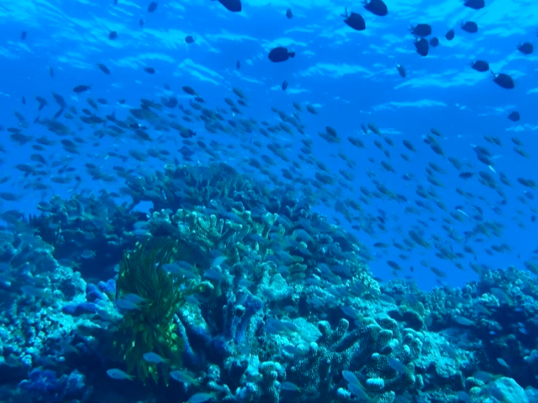 ŏ㋉̓x̊Cł̃Vm[PǑI