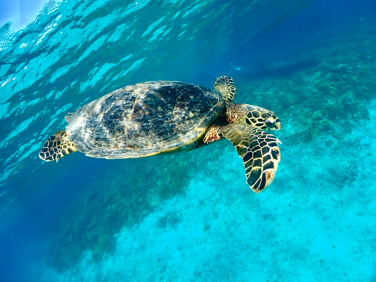 E~KɏoX|bgŃVm[POI