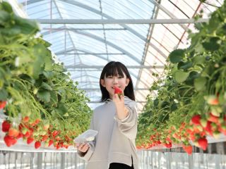 300坪の広大なハウス♪かがまずに楽々いちご狩りが楽しめる高設栽培のハウスが完成しました。受賞歴のある当園のやよいひめを、おなかいっぱいお召しあがりください。