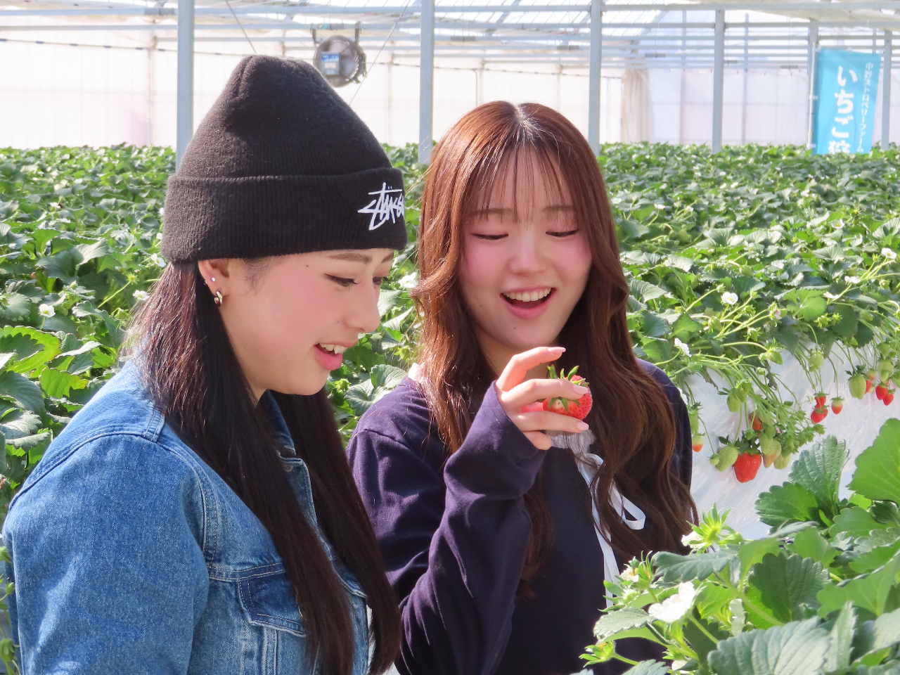 �Ö��Ǝ_���̃o�����X���ō��ɗǂ���悢�Ђ߁B�傫���Ă��܁`�������������Ȃ������ς��ǂ����I