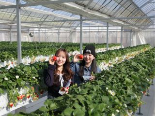 300坪の広大なハウス♪かがまずに楽々いちご狩りが楽しめる高設栽培のハウスが完成しました。受賞歴のある当園のやよいひめを、おなかいっぱいお召しあがりください。