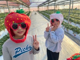 500坪のハウスで「やよいひめ」を40分間食べ放題!いちごのかぶり物やメガネなどかわいい小物もご用意しております♪思い出に残る楽しいお時間をお過ごしください