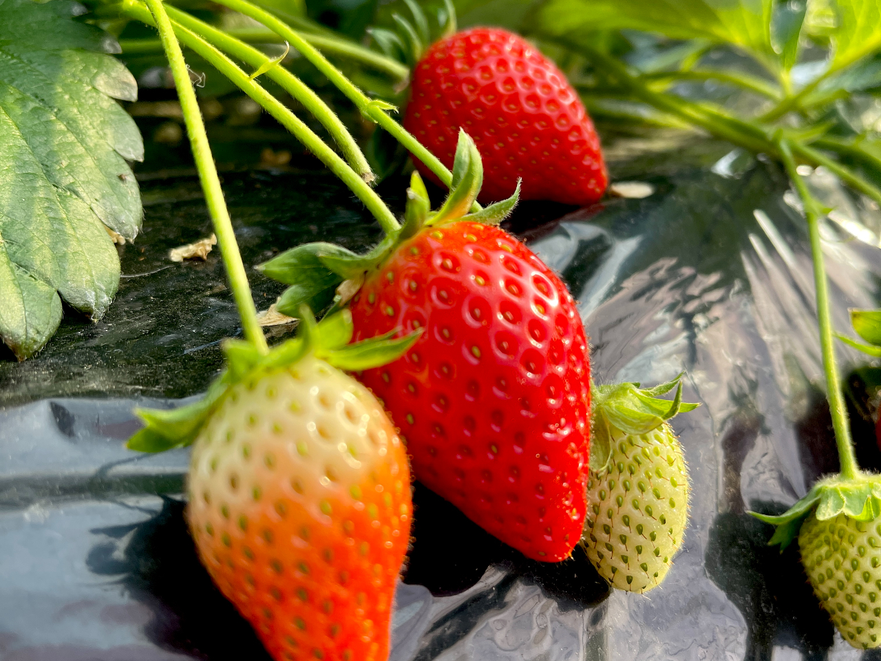 �ЂƂ���Â��A�_���̃o�����X���ō��ɗǂ���悢�Ђ߁B��ܗ��̂��钆��X�g���x���[�t�@�[���̂��܁`����悢�Ђ߂����Ȃ������ς��ǂ����I