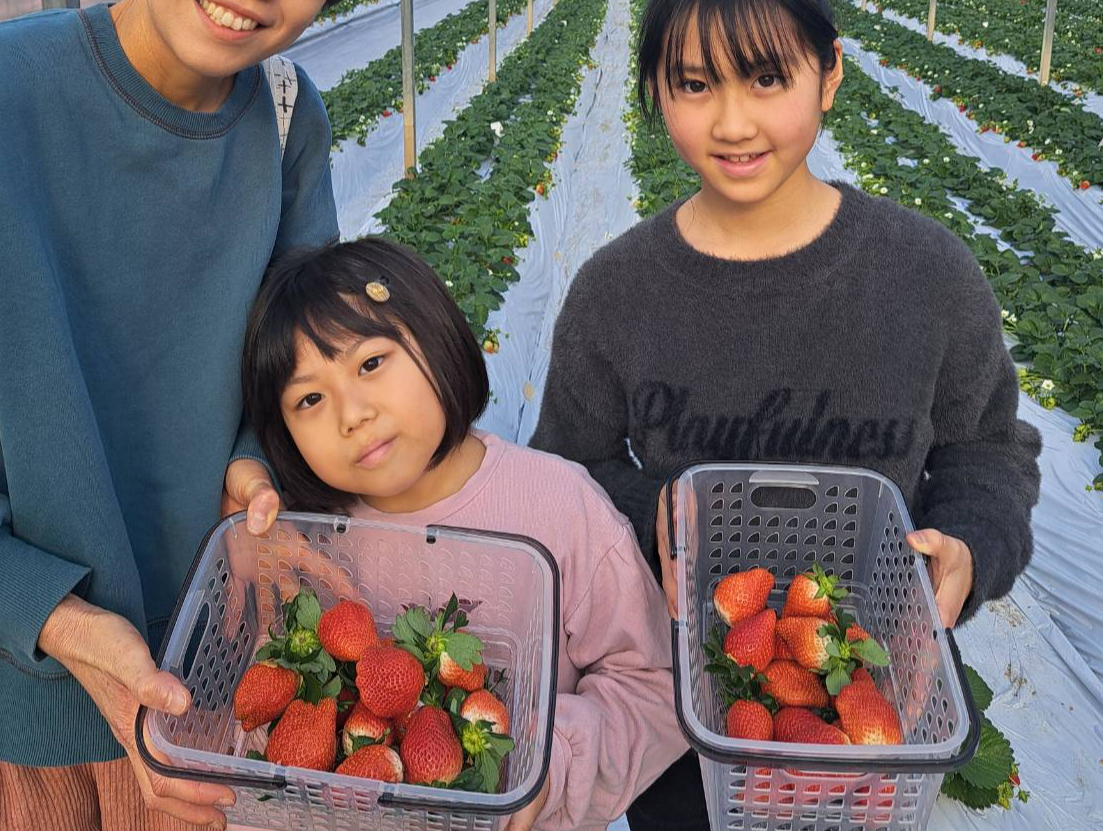 群馬県藤岡市】お正月もいちご狩り！低い位置にいちごが実る土耕ハウス