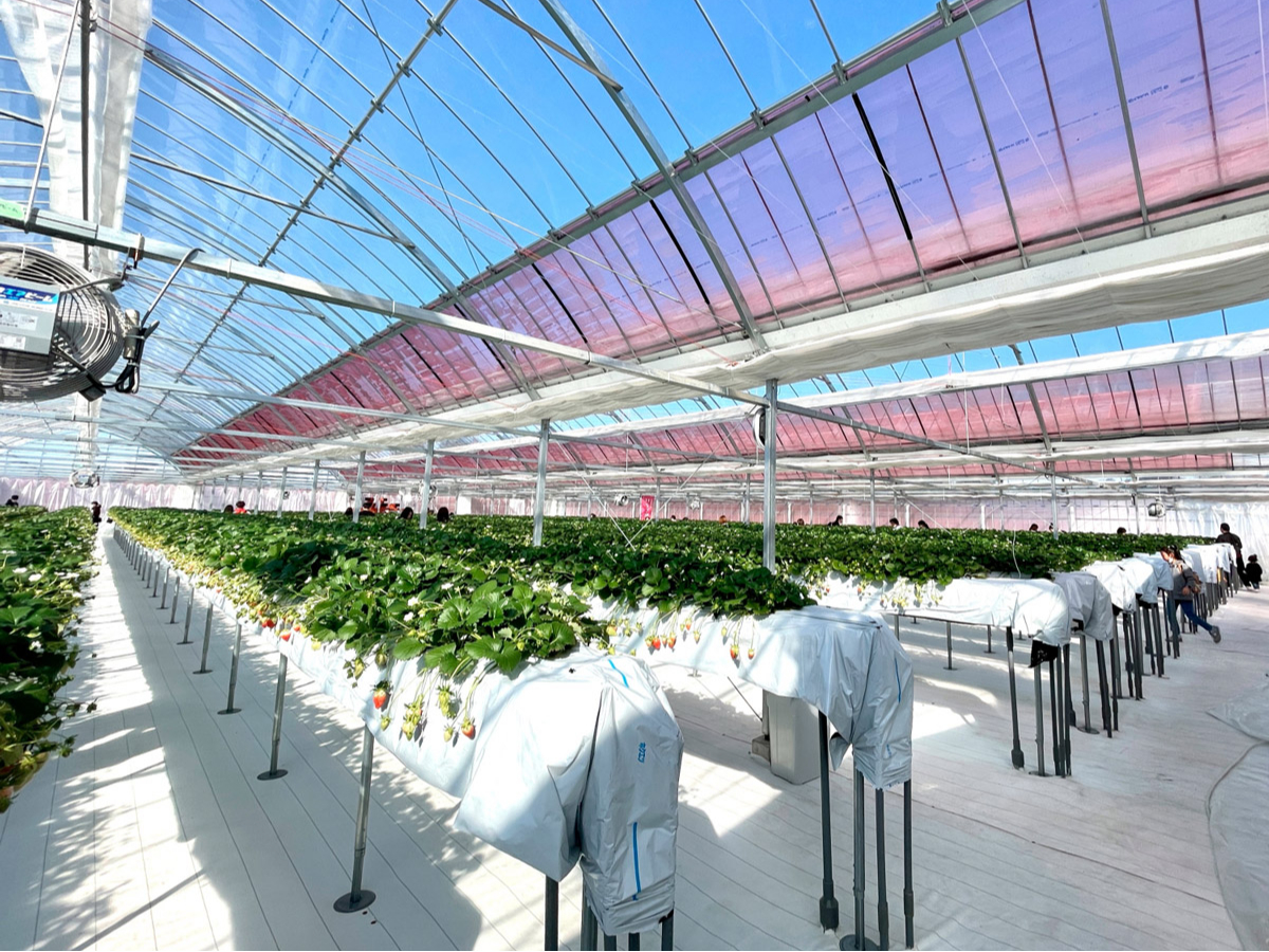 2021�N���Ɋ��������΂���̍��ݍ͔|�n�E�X�ł��B�L���Đ����ȃn�E�X�ŁA���C����������B���G���Ȃ��悤��x�ɂ����ꂢ�������l������������Ǘ����Ă��܂��B