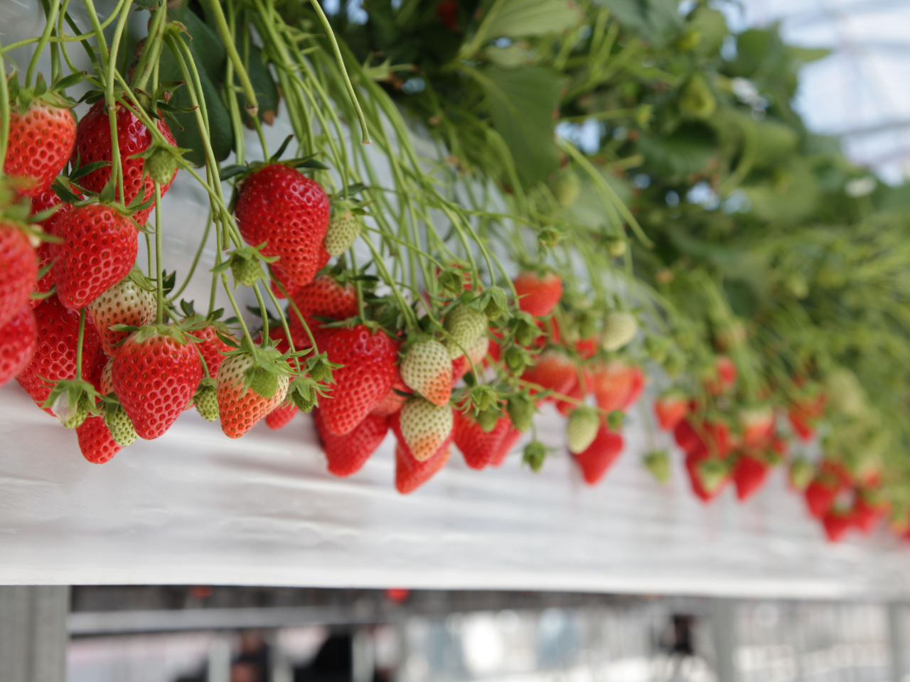 �Ö��Ǝ_���̃o�����X���ō��ɗǂ���悢�Ђ߁B�傫���Ă��܁`�������������Ȃ������ς��ǂ����I