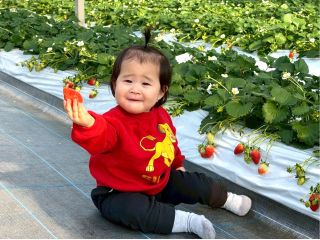 お子さまにも摘みやすい低い位置にいちごが実ります。500坪の広大なハウスで丹精込めて育てたやよいひめを40分間たっぷりとお召し上がりください♪