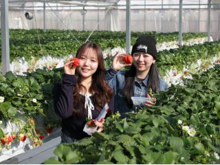 300坪の広大なハウス♪かがまずに楽々いちご狩りが楽しめる高設栽培のハウスが完成しました。受賞歴のある当園のやよいひめを、おなかいっぱいお召しあがりください。