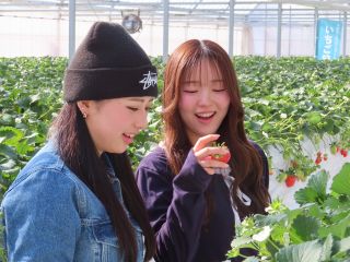 甘味と酸味のバランスが最高に良いやよいひめ。大きくてあま〜いいちごをおなかいっぱいどうぞ!