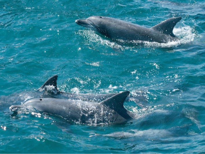 観測率99%♪《口之津イルカウォッチング》1年を通して約300頭のイルカ