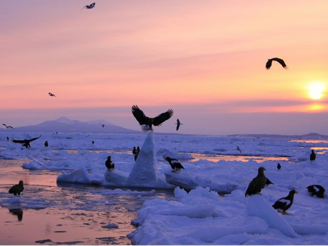 1便 オオワシ・オジロワシ観察撮影クルーズ(日の出)