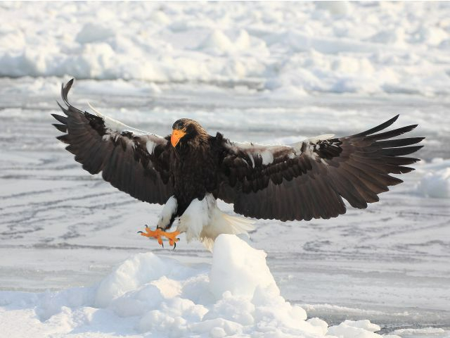 2便 オオワシ・オジロワシ観察撮影クルーズ