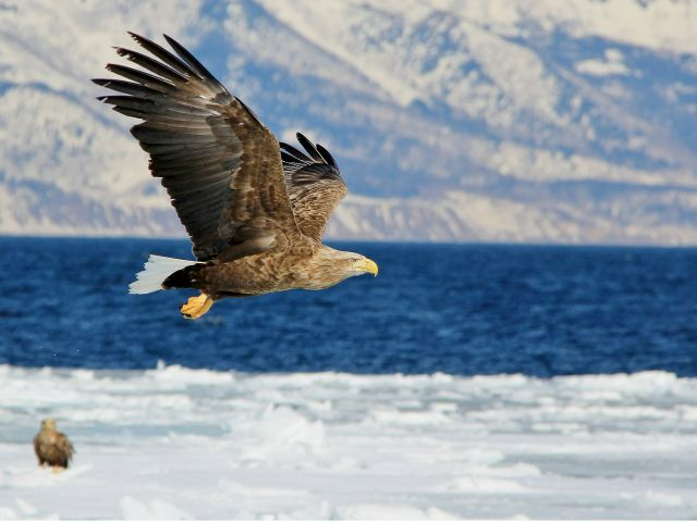 3便 オオワシ・オジロワシ観察クルーズ(1h)