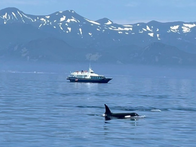 【シャチ・クジラクルーズ】コース☆