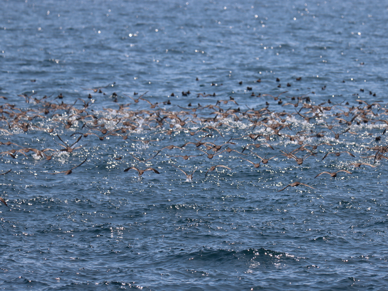 �~�Y�i�M�h���̑�Q�B