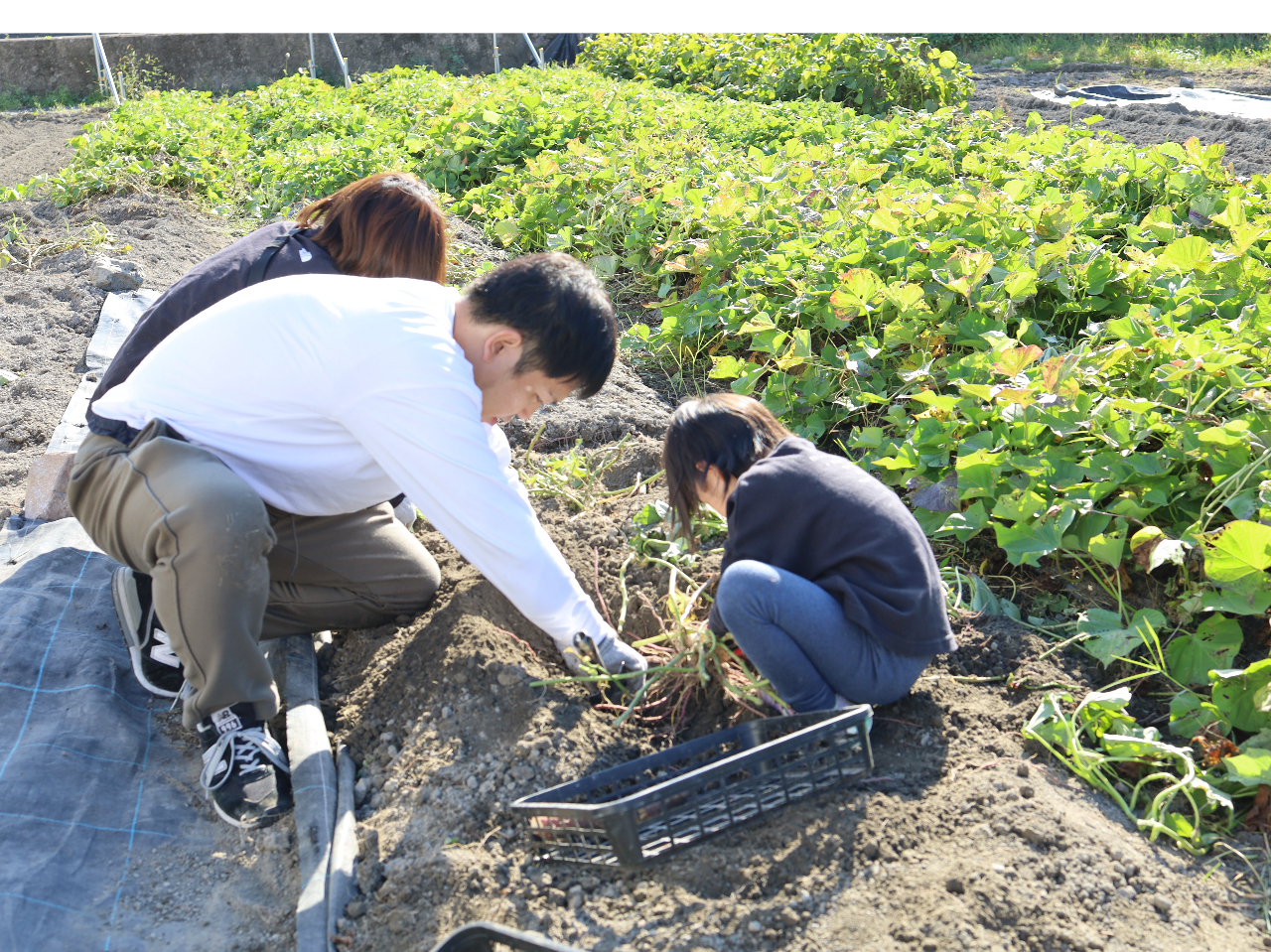 サツマイモ掘りの様子