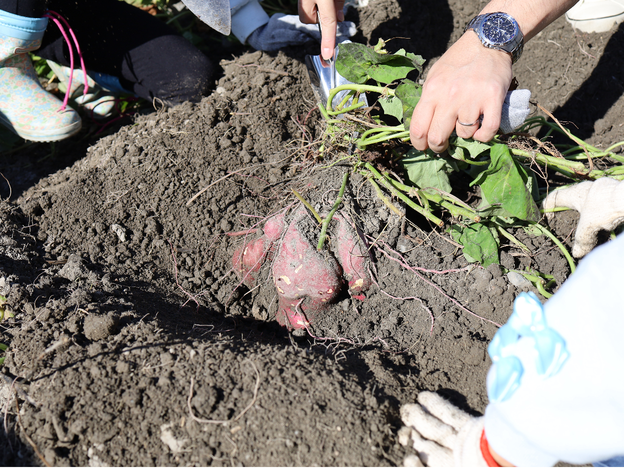 サツマイモ掘りの様子