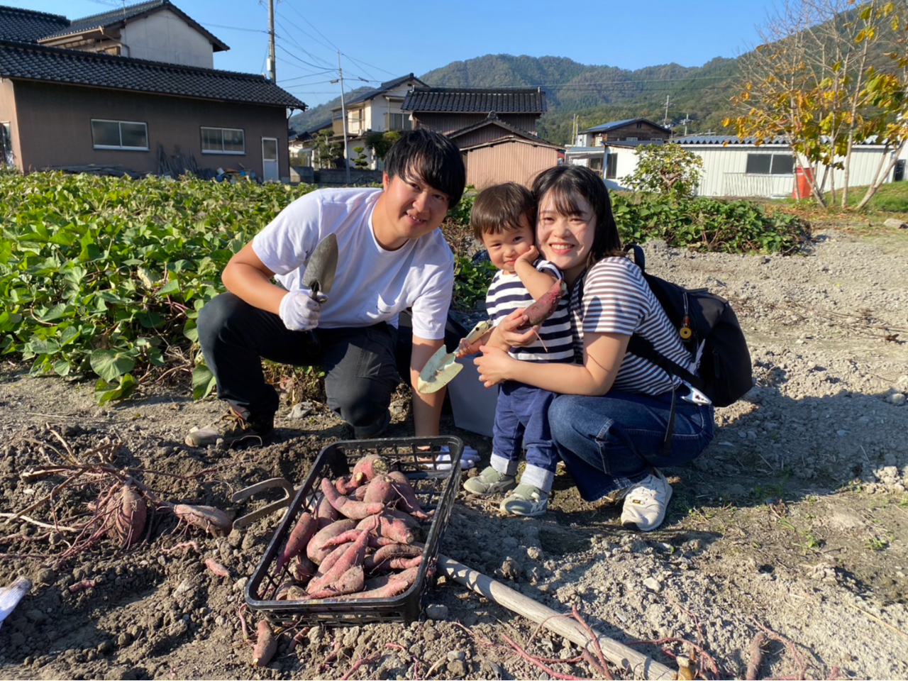 サツマイモ掘りの様子