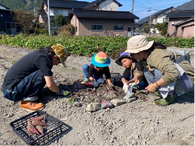 サツマイモ掘りの様子