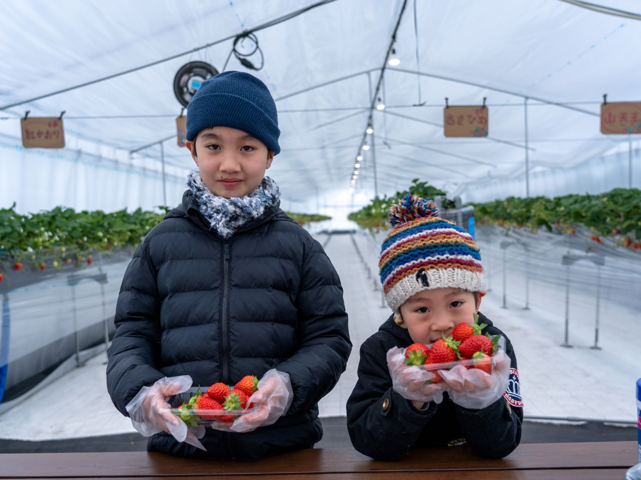【岐阜・飛騨/いちご狩り】〈2026年2月1日~5月6日〉6品種食べ比べ♪レーン...