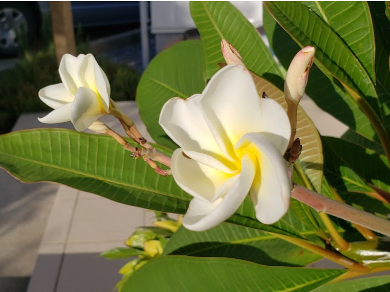 �{��T�[�t�K�C�h�Ђ܂��̎ʐ^2