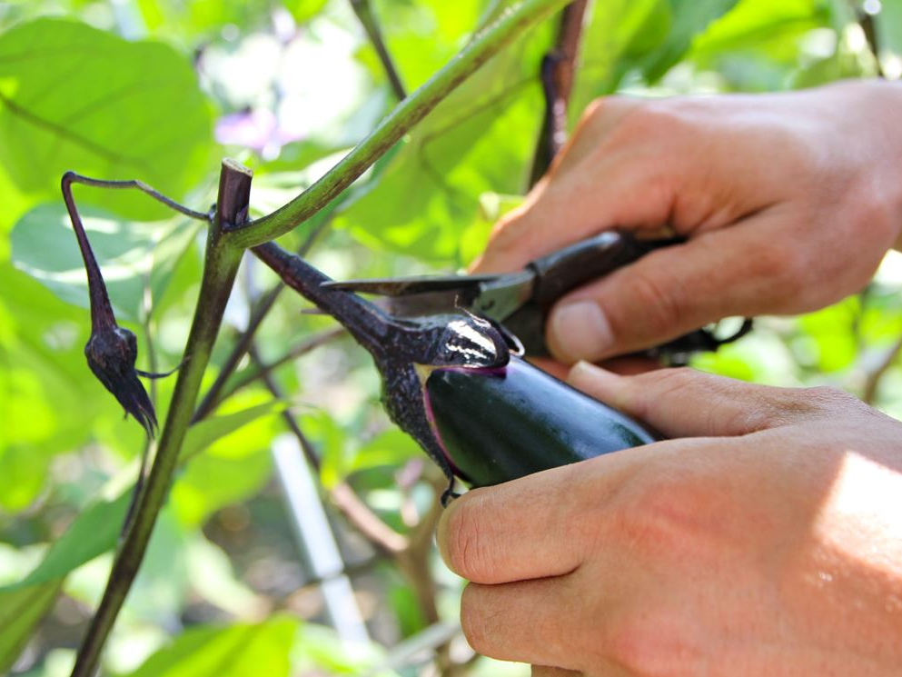 АeqŐȞƂėVтɗĂI