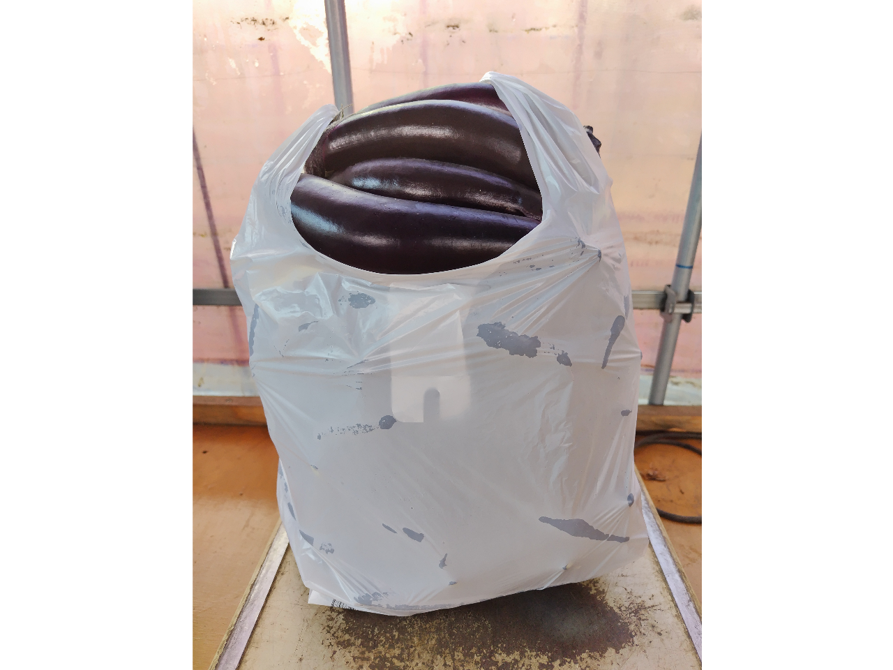 ܃ppłA肭@iЎő܂Ă΋lߕ萬łIj