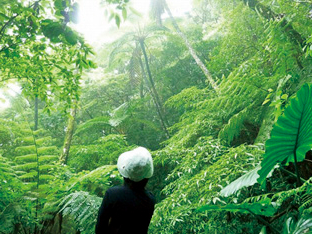 ■奄美の金作原原生林
奄美大島の国立公園
ジャングルのなかでは貴重な植物や生物が生息しています。
マイナスイオンのシャワーを浴びて癒されませんか?