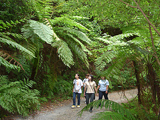 ■金作原原生林散策
森のなかでは奄美の貴重な植物や生物とも出会えます♪
■マングローブカヌーツーリング
川であり海であり森でありと不思議な空間をカヌーで進みます。
海でありながら森林浴も楽しめます。