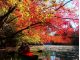 11月初旬〜中旬は紅葉もセットでお楽しみいただけます