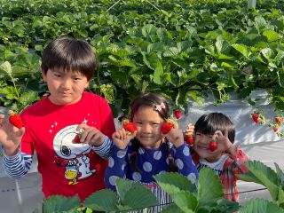お子様から大人まで広々楽しめるいちご狩り♪