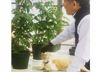 オリジナルトマト品種の育種及び青果物販売と季節のお野菜達の作っています。秋の収穫祭は、イモ堀体験&秋野菜の販売をするよ、宜しくお願いします。