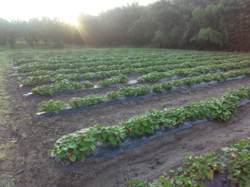 ͔|́A܂̗lqłBu@̌v́A108iyjjAJÂ܂B