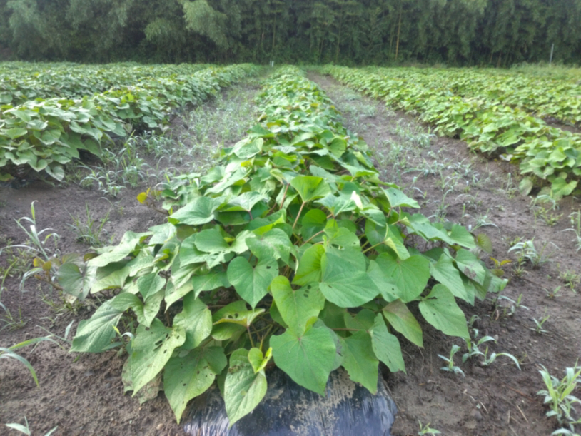 2022ŃAu@̌vŁAnoAíA3iBuVNXC[gvug͂邩v@ug܁vƂȂĂ܂B