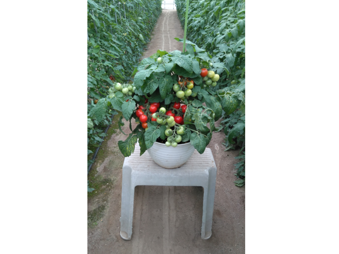 千葉 木更津 トマト収穫体験 有機肥料中心で育てた肉質のよいトマトを収穫できます ファミリー お友達オススメ テピア シード じゃらん遊び体験