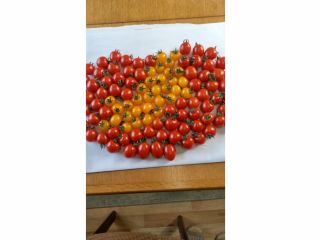 すっぴんミニトマトは、3種類です、丸い子 プラムタイプの子 黄色い子。好みのタイプを見つけてね。