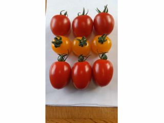 千葉 木更津 トマト収穫体験 有機肥料中心で育てた肉質のよいトマトを収穫できます ファミリー お友達オススメ テピア シード じゃらん遊び体験 千葉 木更津 トマト収穫体験 有機肥料中心で育てた肉質のよいトマトを収穫できます ファミリー お友達オススメ テピア シード じゃらん遊び体験