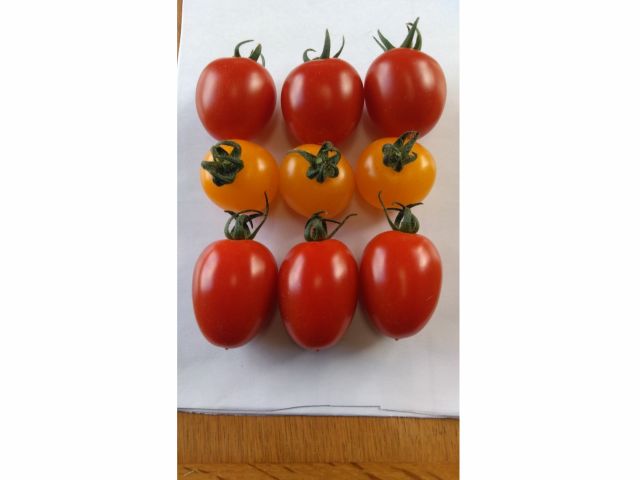 千葉 木更津 トマト収穫体験 有機肥料中心で育てた肉質のよいトマトを収穫できます ファミリー お友達オススメ テピア シード じゃらん遊び体験 千葉 木更津 トマト収穫体験 有機肥料中心で育てた肉質のよいトマトを収穫できます ファミリー お友達オススメ テピア シード じゃらん遊び体験