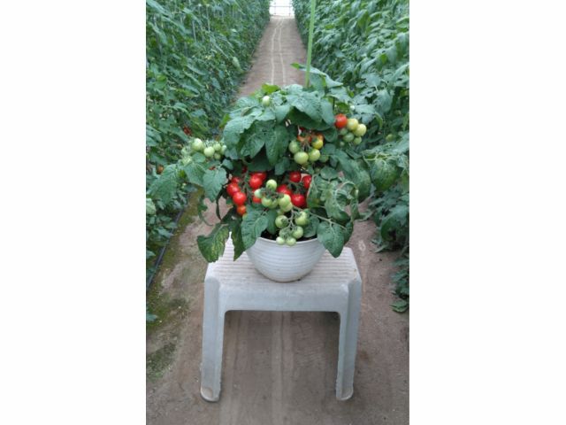 木更津 トマト苗販売 話題のドワーフトマト苗やオリジナル大玉 ミニトマトトマト苗が170円から よく実がつくトマトです 木更津東icから近いです ファミリー お友達オススメ テピア シード じゃらん遊び体験 木更津 トマト苗販売 話題のドワーフトマト苗やオリジナル大玉 ミニトマトトマト苗が170円から よく実がつくトマトです 木更津東icから近いです ファミリー お友達オススメ テピア シード じゃらん遊び体験