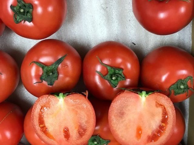 木更津 トマト苗販売 話題のドワーフトマト苗やオリジナル大玉 ミニトマトトマト苗が170円から よく実がつくトマトです 木更津東icから近いです ファミリー お友達オススメ テピア シード じゃらん遊び体験 木更津 トマト苗販売 話題のドワーフトマト苗やオリジナル大玉 ミニトマトトマト苗が170円から よく実がつくトマトです 木更津東icから近いです ファミリー お友達オススメ テピア シード じゃらん遊び体験