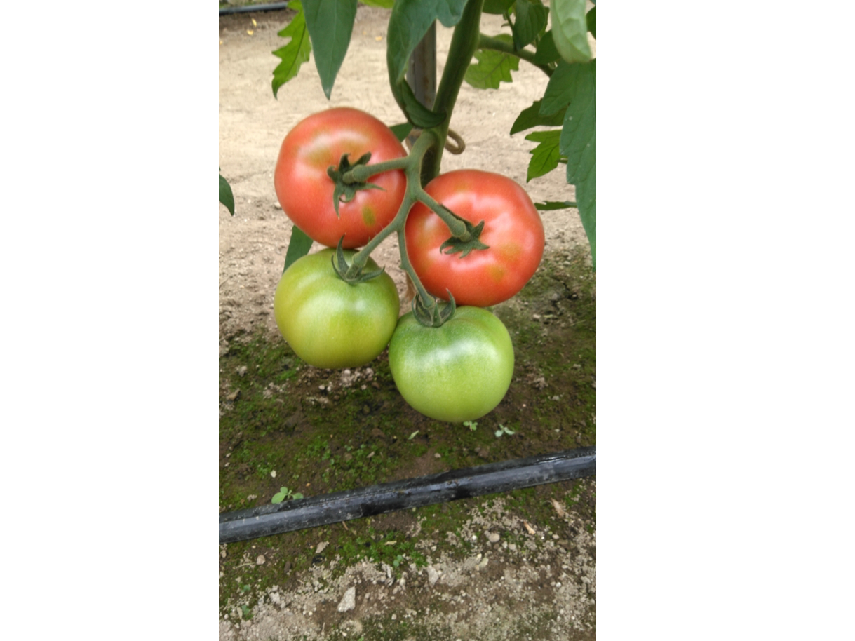 木更津 トマト苗販売 話題のドワーフトマト苗やオリジナル大玉 ミニトマトトマト苗が170円から よく実がつくトマトです 木更津東icから近いです ファミリー お友達オススメ テピア シード じゃらん遊び体験