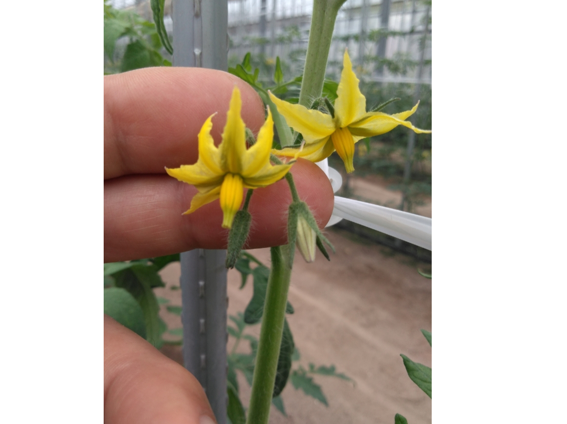 木更津 夏ミニトマト収穫体験 有機肥料中心で育てた肉質のよいトマトを収穫 木更津東ic近く ファミリー お友達オススメ テピア シード じゃらん遊び体験