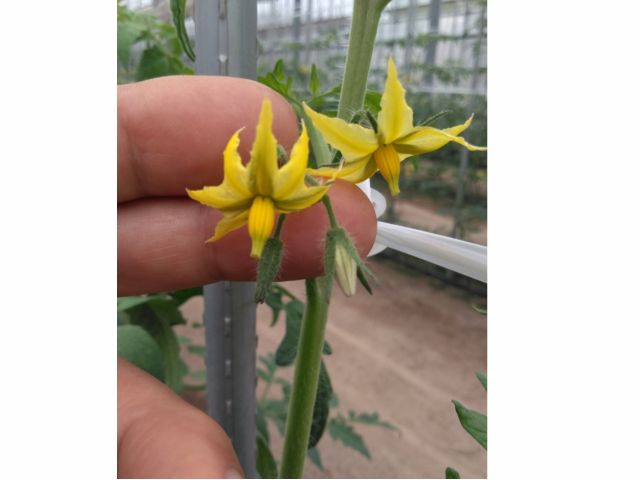 木更津 夏ミニトマト収穫体験 有機肥料中心で育てた肉質のよいトマトを収穫 木更津東ic近く ファミリー お友達オススメ テピア シード じゃらん遊び体験 木更津 夏ミニトマト収穫体験 有機肥料中心で育てた肉質のよいトマトを収穫 木更津東ic近く ファミリー お友達オススメ テピア シード じゃらん遊び体験