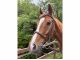 マサムネくん 栗毛がとってもキレイなお馬さんです♪