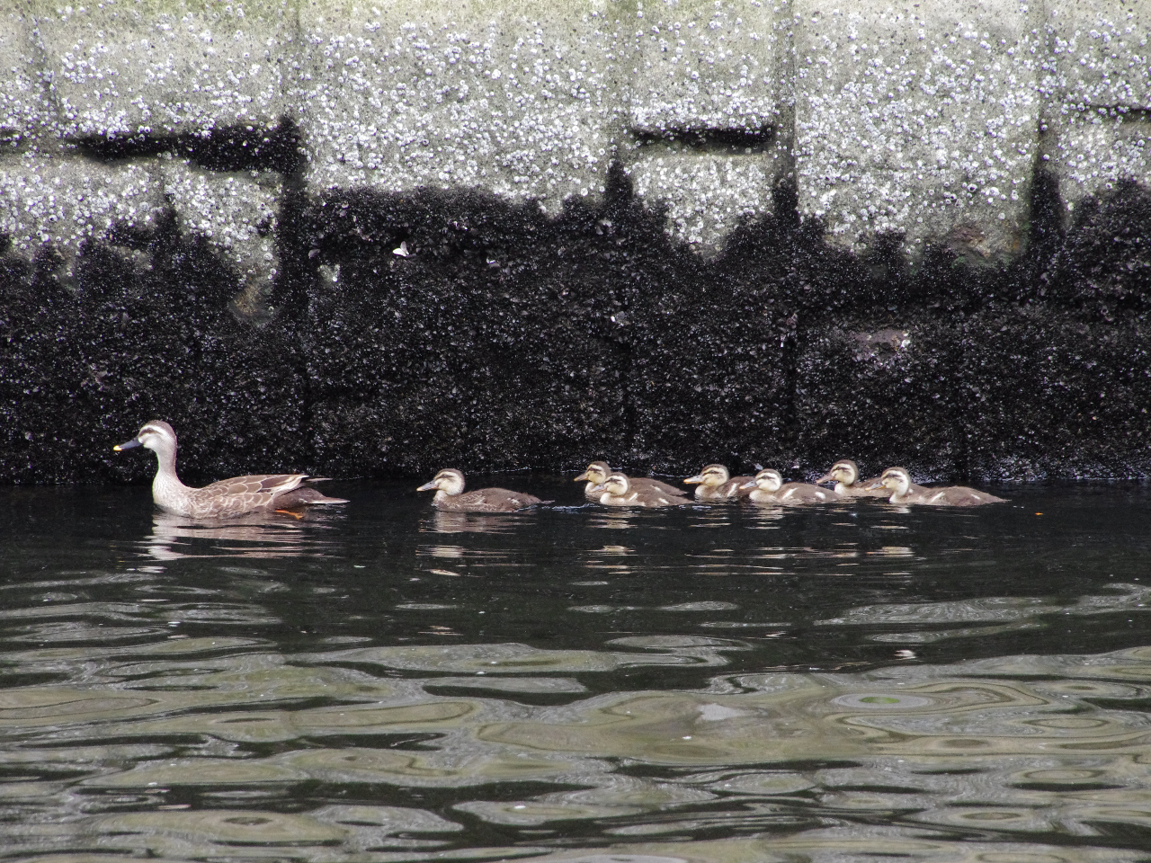 7܂ł̓J̐eq̎p邩HI