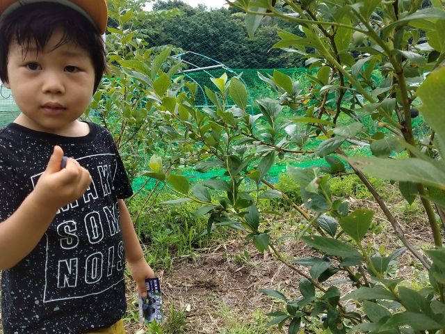 22年7月開催 那須高原 ブルーベリー 60分食べ放題 嬉しいお土産付き カップル ファミリーにおすすめ あおきの森ブルーベリー園 じゃらん遊び体験 22年7月開催 那須高原 ブルーベリー 60分食べ放題 嬉しいお土産付き カップル ファミリーにおすすめ あおきの森ブルーベリー園 じゃらん遊び体験